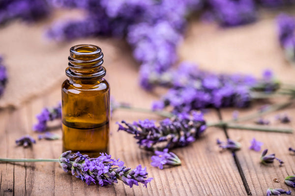 Lavender Flower